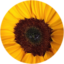 Anna Fink profile picture